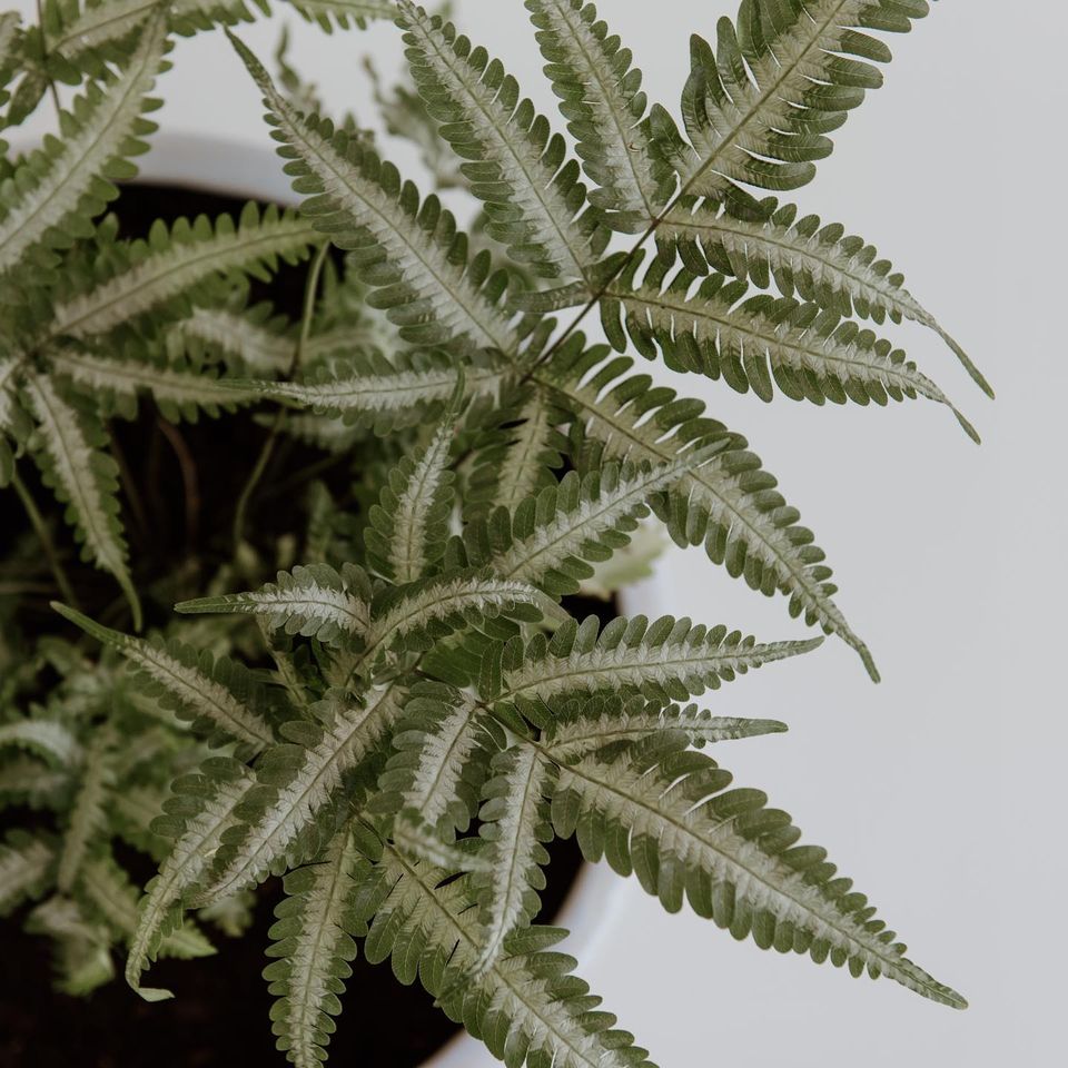 Imagen de portada del listado